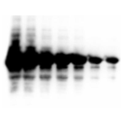 Barwniki do biologii molekularnej Rockland Immunochemicals FemtoMax