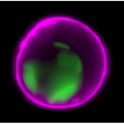Barwniki do biologii molekularnej Biotium NucView