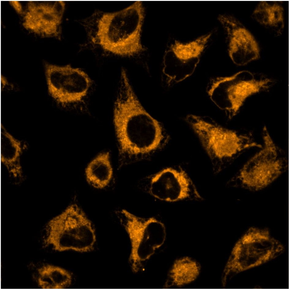 Barwniki do biologii molekularnej Biosensis Tag-405