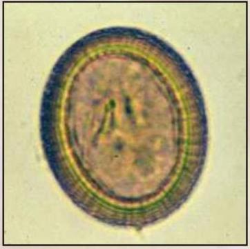 Barwniki do mikroskopii Apacor Barwniki do analiz parazytologicznych