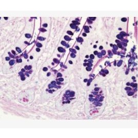 Barwniki histopatologiczne - do histologii LEICA Alcian Blue and PAS