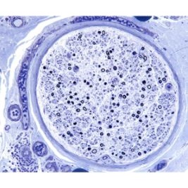 Barwniki histopatologiczne - do histologii LEICA TOLUIDINE BLUE O