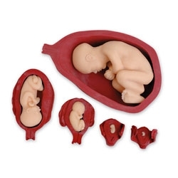 Fantomy szkoleniowe Nasco SB32704G