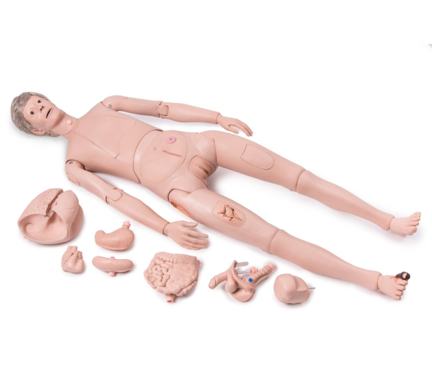 Modele / Manekiny pielęgnacyjne - dorośli 3B Scientific P10/1