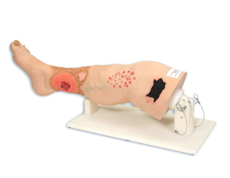 Modele / Manekiny pielęgnacyjne - dorośli 3B Scientific R11020