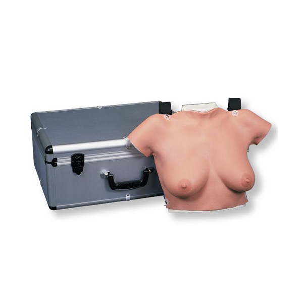 Modele zabiegowe 3B Scientific L50