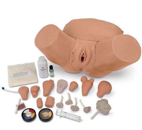 Modele zabiegowe 3B Scientific M-1019960