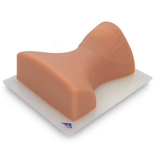 Modele zabiegowe 3B Scientific P67