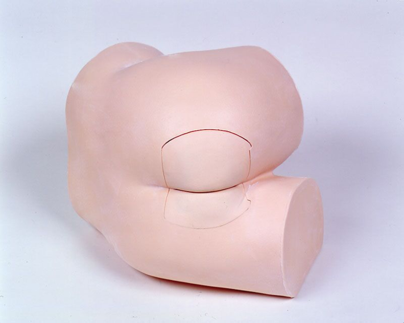 Modele zabiegowe 3B Scientific R16240