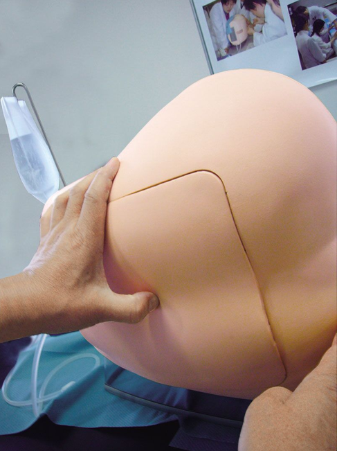 Modele zabiegowe 3B Scientific R16604