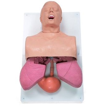 Modele zabiegowe Nasco SB38704U