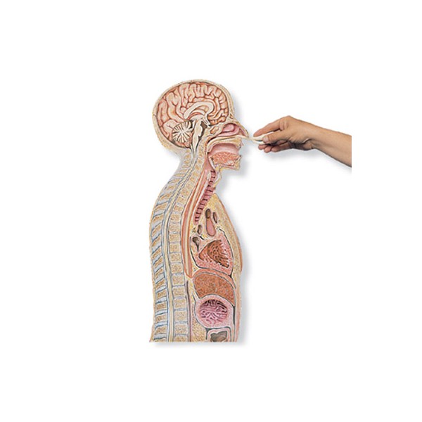 Modele zabiegowe 3B Scientific W43020