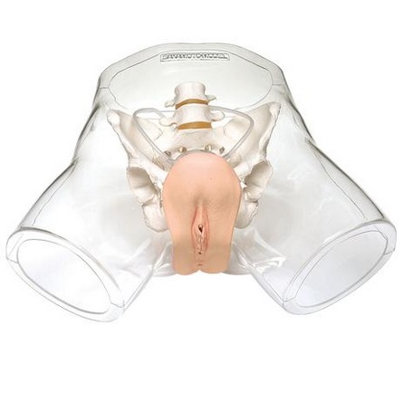 Modele zabiegowe 3B Scientific W43028F