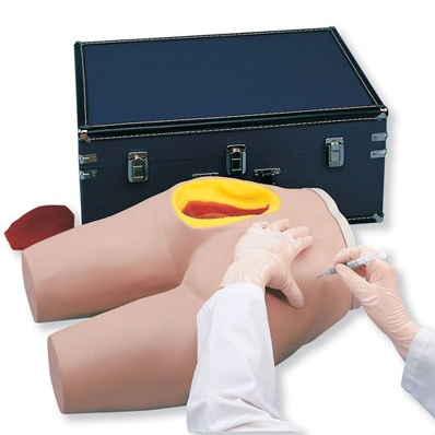 Modele zabiegowe 3B Scientific W44004