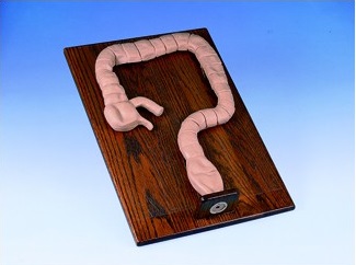 Modele zabiegowe 3B Scientific W44013