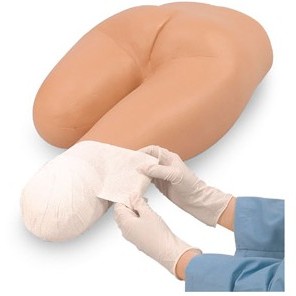 Modele zabiegowe 3B Scientific W44227