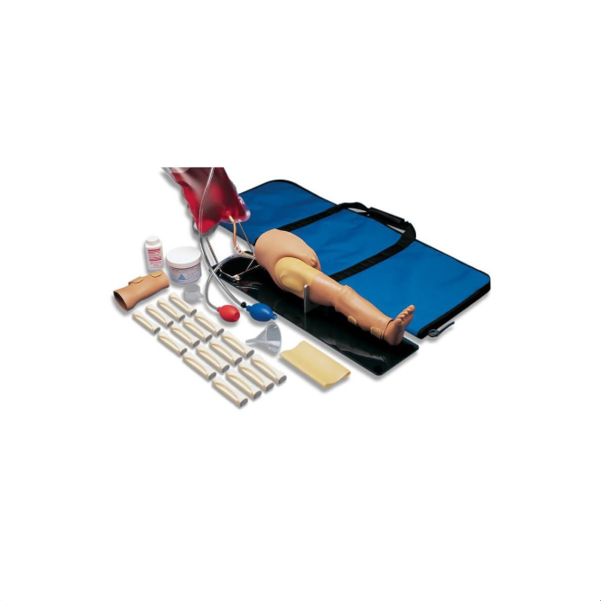 Modele zabiegowe 3B Scientific W45095