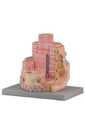 Organy i narządy ALTAY SCIENTIFIC 6000.32