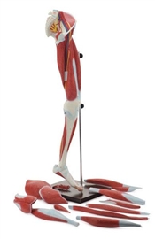 Organy i narządy ALTAY SCIENTIFIC 6000.36