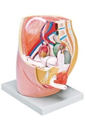 Organy i narządy ALTAY SCIENTIFIC 6180.03