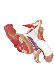 Organy i narządy ALTAY SCIENTIFIC 6180.06