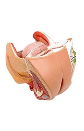 Organy i narządy ALTAY SCIENTIFIC 6180.15