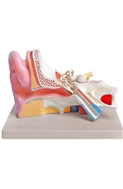 Organy i narządy ALTAY SCIENTIFIC 6220.08