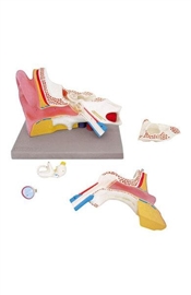 Organy i narządy ALTAY SCIENTIFIC 6220.09