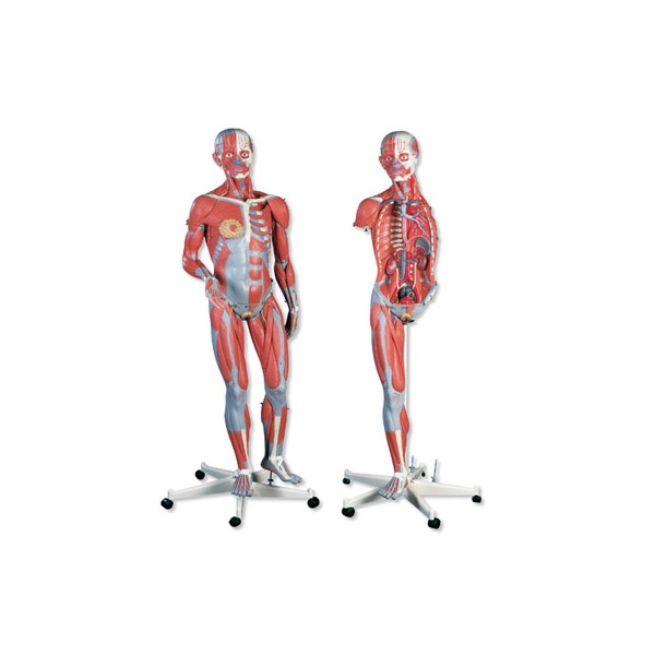 Organy i narządy 3B Scientific B51