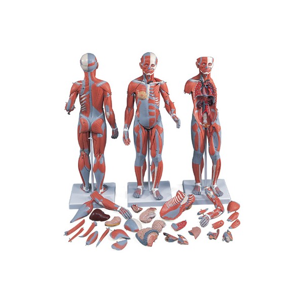 Organy i narządy 3B Scientific B56