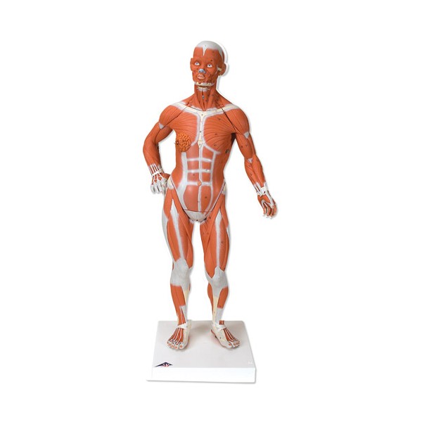 Organy i narządy 3B Scientific B59