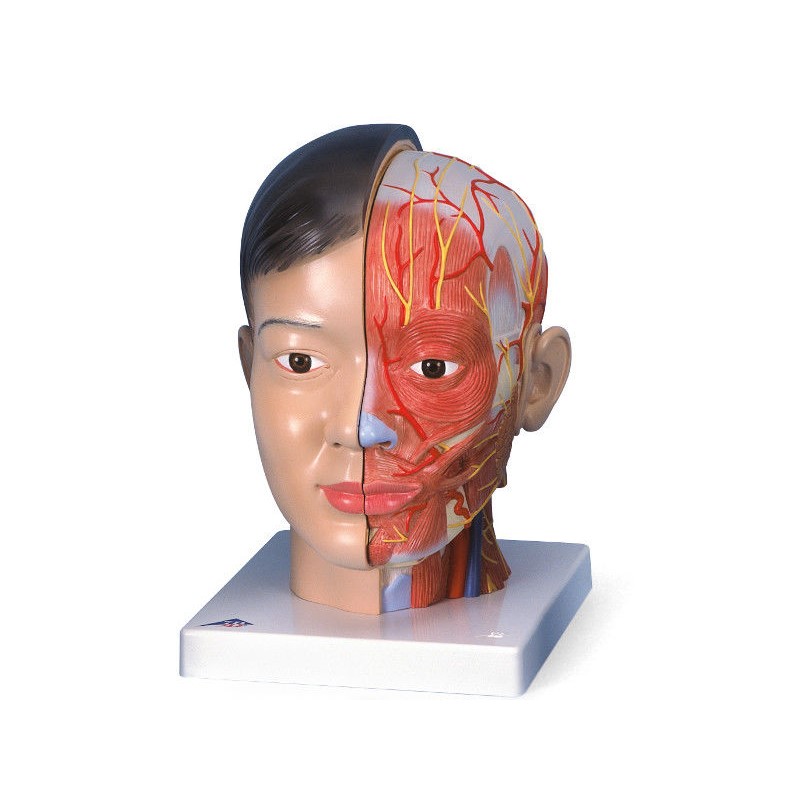 Organy i narządy 3B Scientific C06