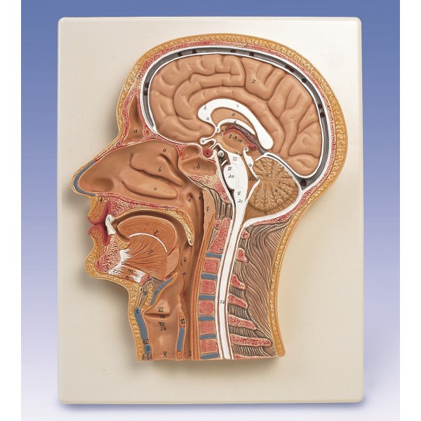 Organy i narządy 3B Scientific C12