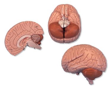 Organy i narządy 3B Scientific C15