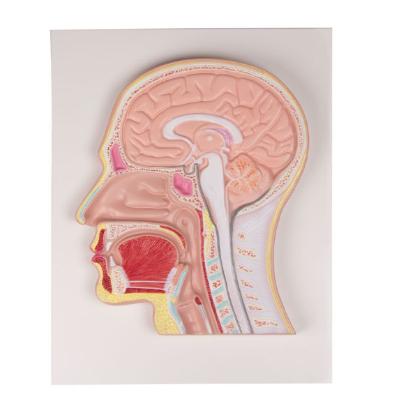 Organy i narządy 3B Scientific C212