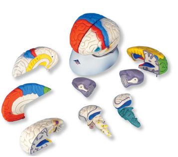 Organy i narządy 3B Scientific C22