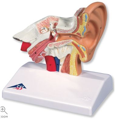 Organy i narządy 3B Scientific E12