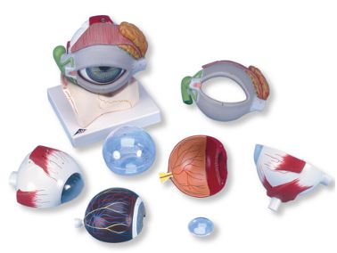 Organy i narządy 3B Scientific F12