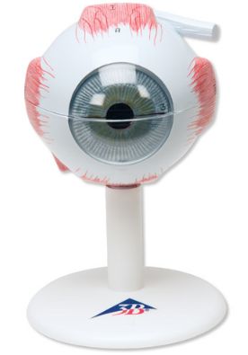 Organy i narządy 3B Scientific F15