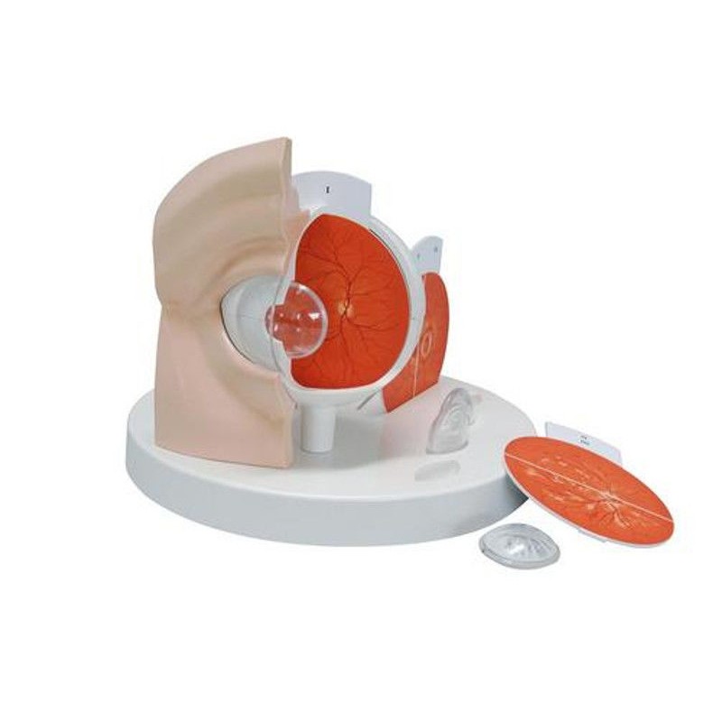 Organy i narządy 3B Scientific F17