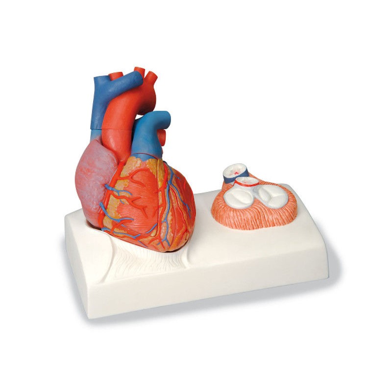 Organy i narządy 3B Scientific G01