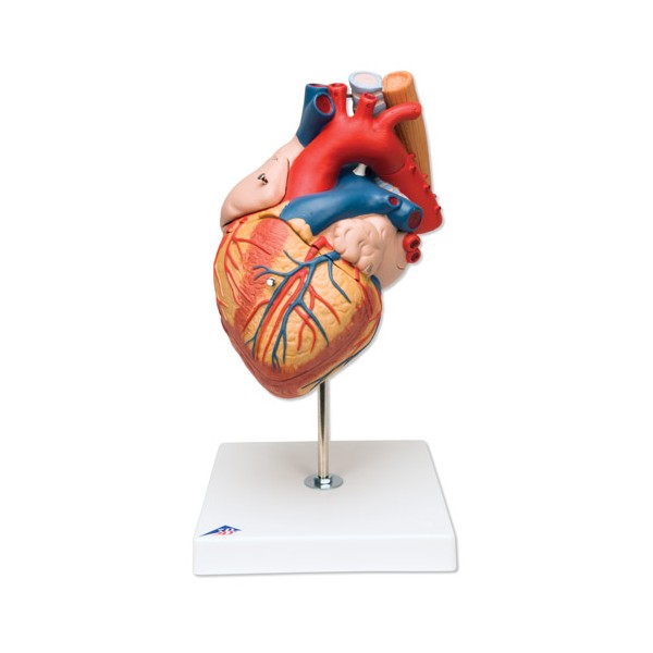 Organy i narządy 3B Scientific G13