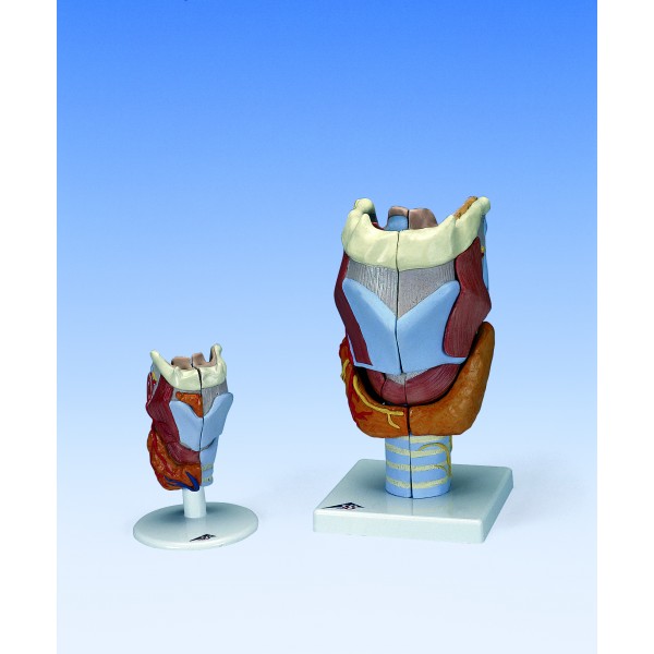 Organy i narządy 3B Scientific G21