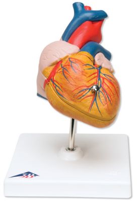 Organy i narządy 3B Scientific G210