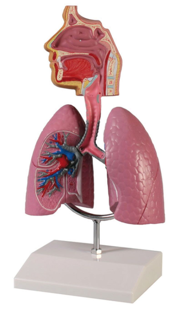 Organy i narządy 3B Scientific G216