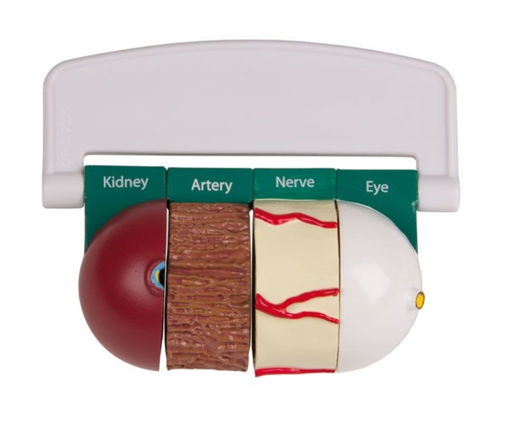 Organy i narządy 3B Scientific G39