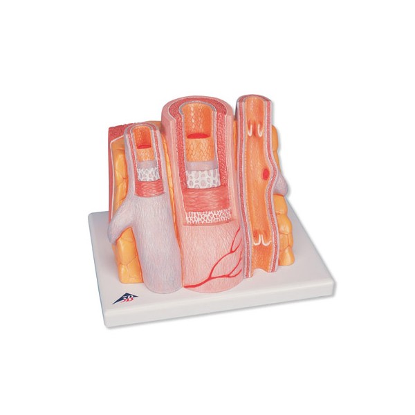 Organy i narządy 3B Scientific G42