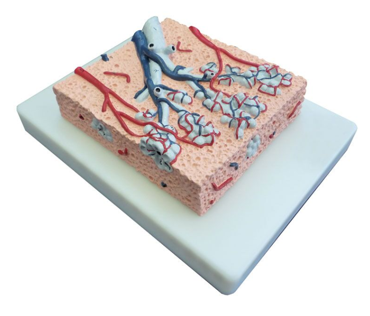 Organy i narządy 3B Scientific G420