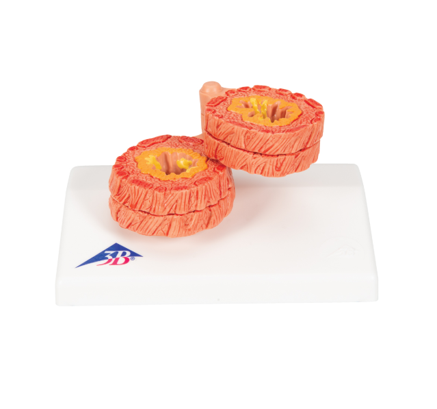 Organy i narządy 3B Scientific G50/1