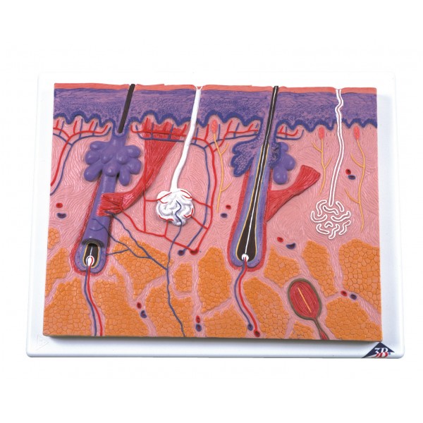 Organy i narządy 3B Scientific J10